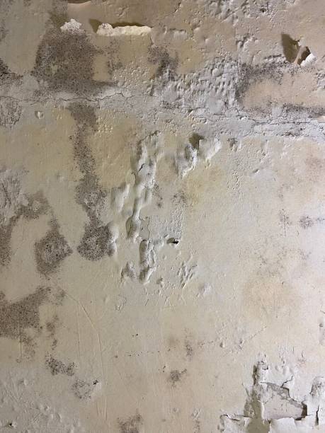 Home Mold Removal in Spring Valley, IL